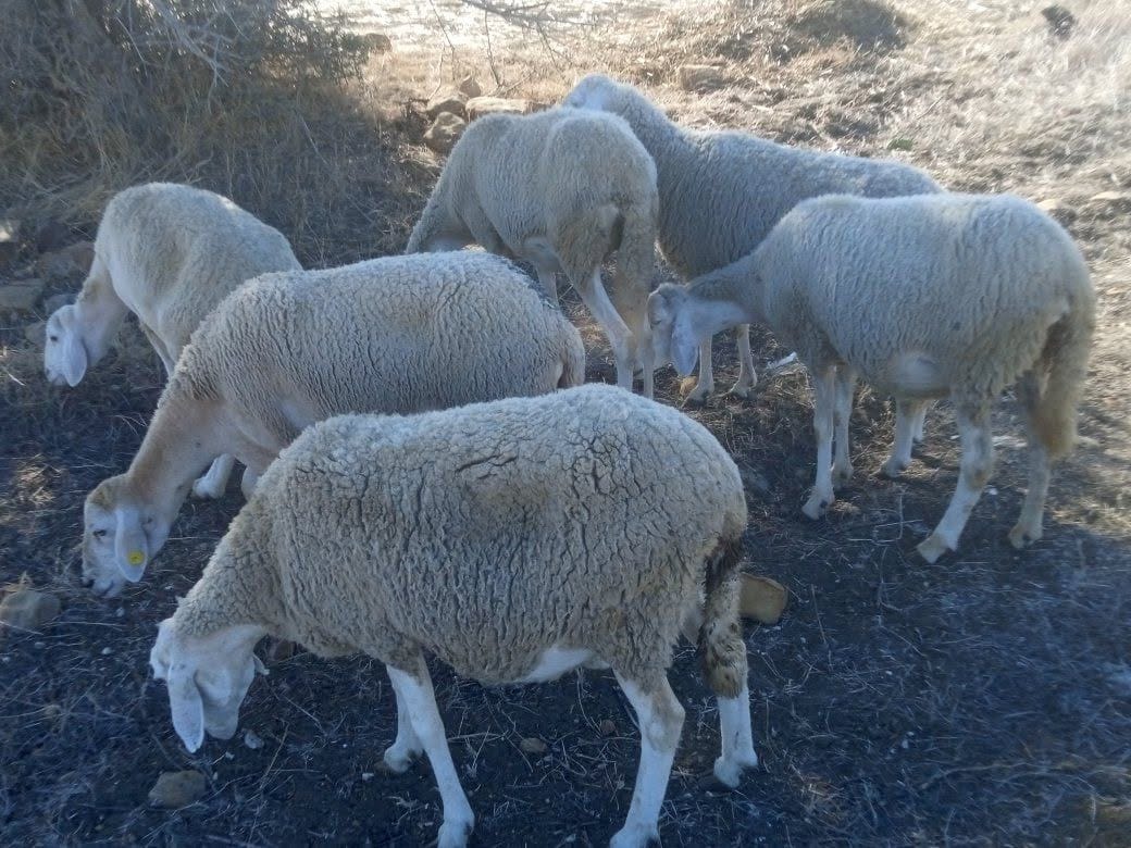 6 نعاج حوامل - سكيكدة